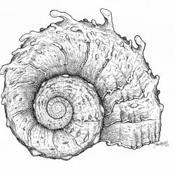 Mollusk