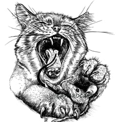 Katze und Maus – Don´t give up the fight!