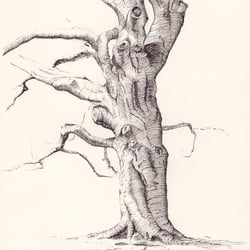 Baum II
