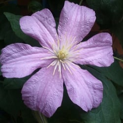 Natur 2012 Blumen