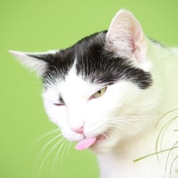 Bastet the Cat 2012 Teil 02