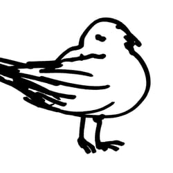 Sleeping bird