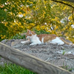 Katzen