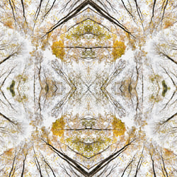Giant Trees XVI – Kaleidoskop 4