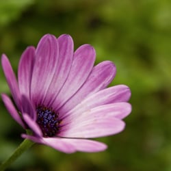 Violette Blume