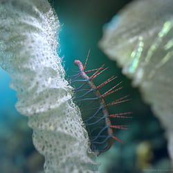 Hallucigenia