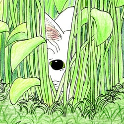 Katze