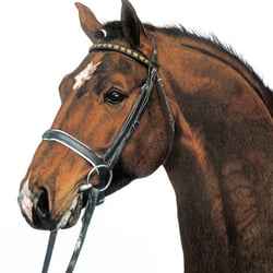 Hannoveraner Hengst