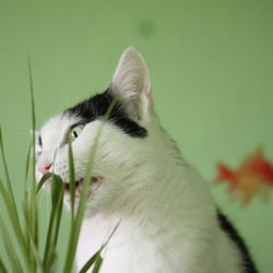 Bastet the Cat 2012 Teil 04