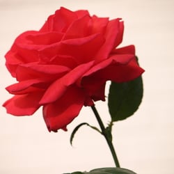 Natur 2012 Blumen Rosen