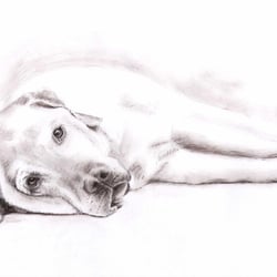 Labrador