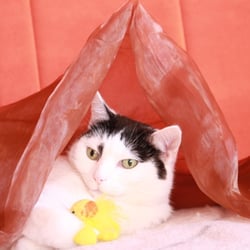 Bastet the Cat 2012 Teil 02