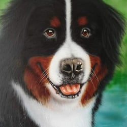 Bernersennen-Hund