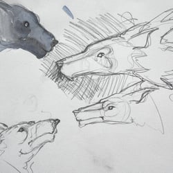 Wolf-Concept