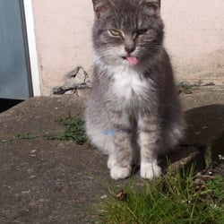 Kitty No 01