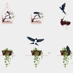birdies cage – animation