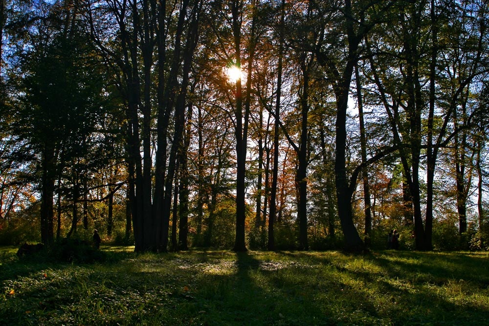 NATURE treees COLOR IMG 423