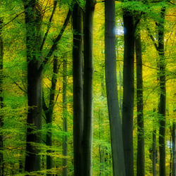 Herbstwald