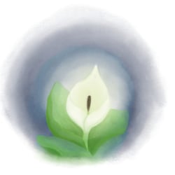 Aronstab – Lichtquelle