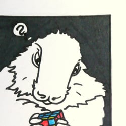 the amazing marmot