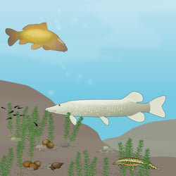 Tiere im See, unter Wasser