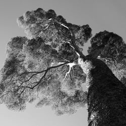 madrid tree