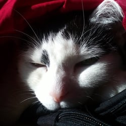 Bastet