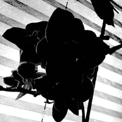Flower Power / 2022