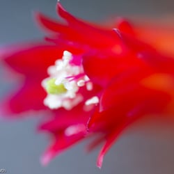 Blumenbild (60 von 60)