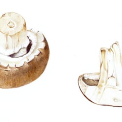 Champignon
