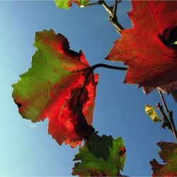 Herbst