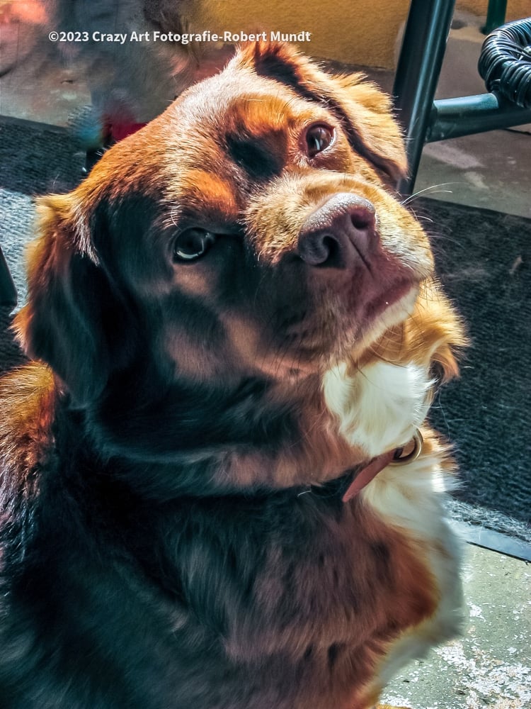 Tier Potrait