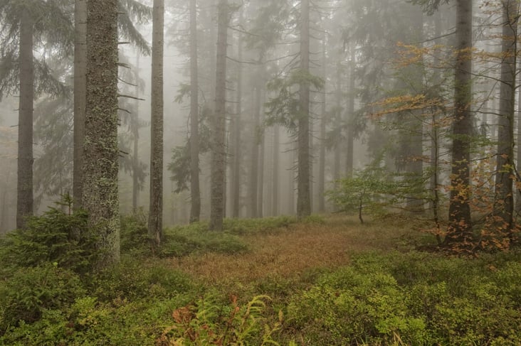 Wald|Landschaft  :::  Bayerischer Wald