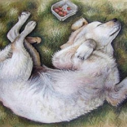 Golden-Welpe, Pastell