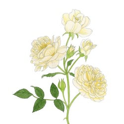 Floribunda Rose, Beetrose