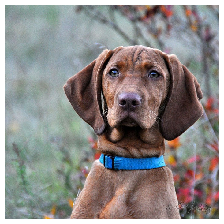 Hundeportrait