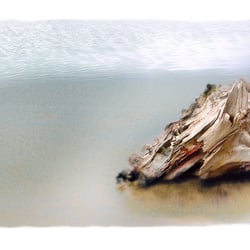 Wurzel im see, aquagrafie©