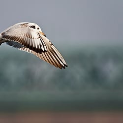 Tierfotografie in freier Natur