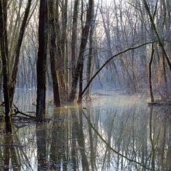 Überschwemmung Donauau