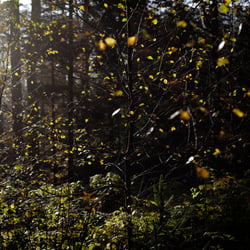 Bohemian Forest, Czech Republic