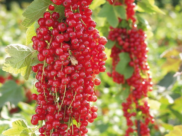 Beerenauslese