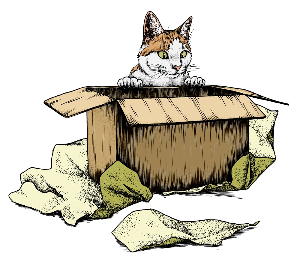 Katze
