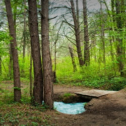 Wald