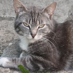 Cats Photography 2012 No. 02