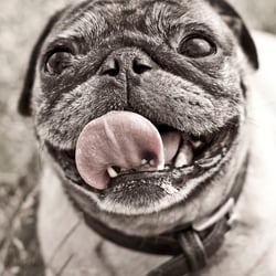 Mops