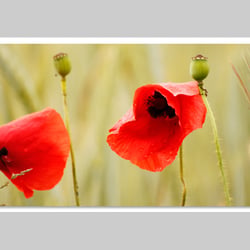 Makrofotografie