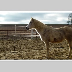 Esref Yilmaz/Fotografie: Tiere