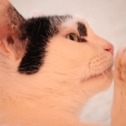 Queen Bastet 2012
