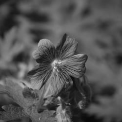 Flowers Mai 2014 Foto Übungen