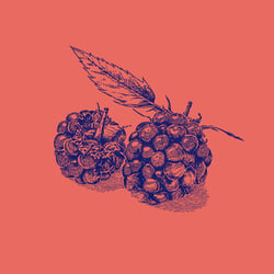 Illustration „blackberries“